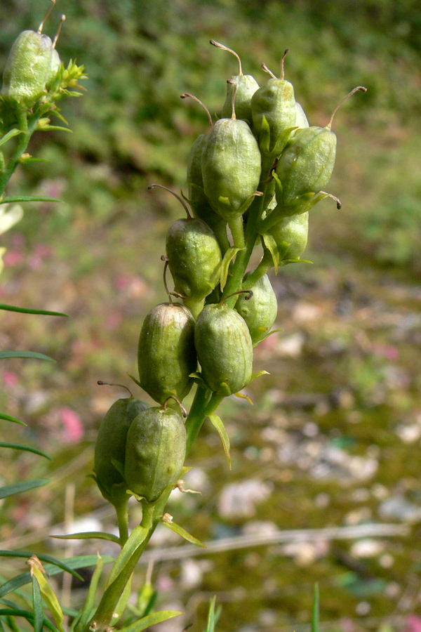 Изображение особи Linaria vulgaris.