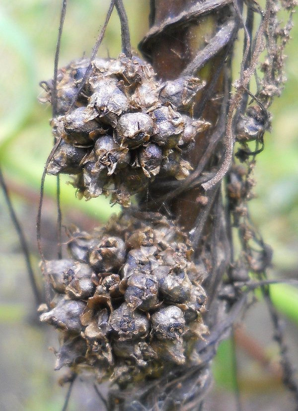 Изображение особи Cuscuta europaea.