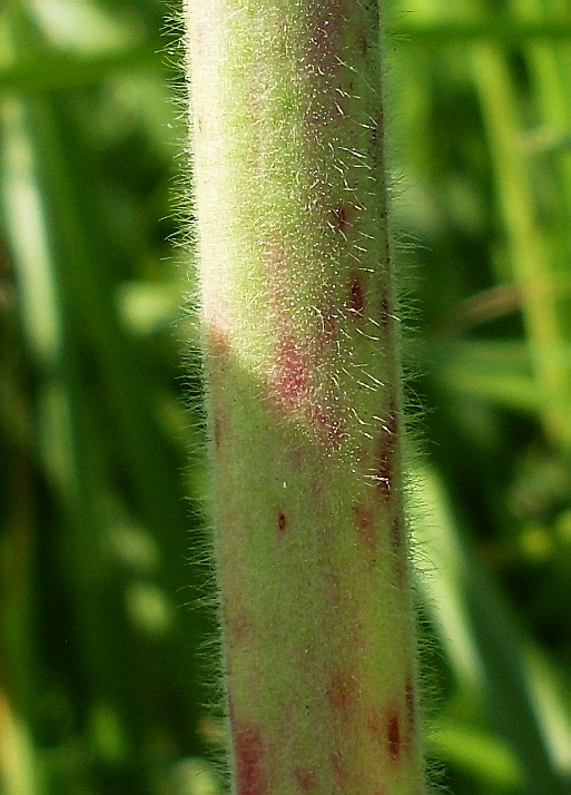 Изображение особи Epilobium hirsutum.