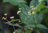 Galinsoga quadriradiata