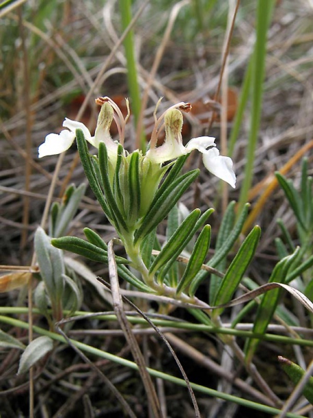 Изображение особи Teucrium montanum.