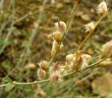 Astragalus squarrosus