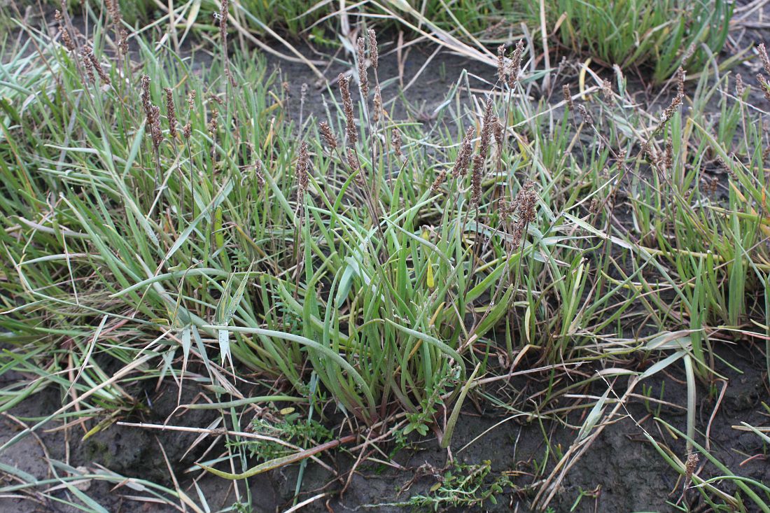 Image of Plantago maritima specimen.