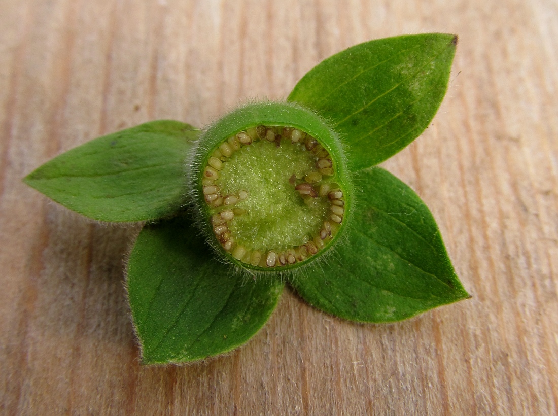 Image of Digitalis purpurea specimen.