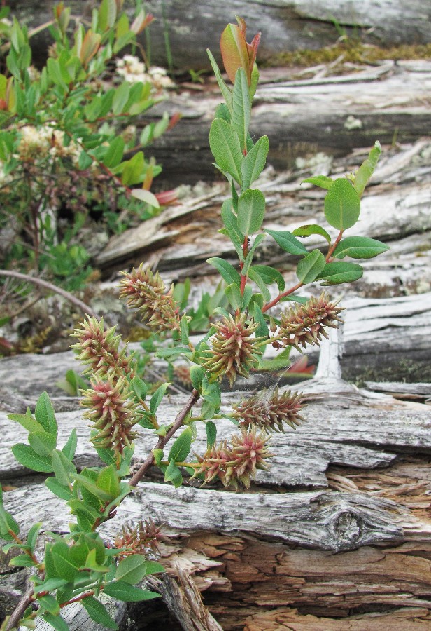 Image of Salix myrtilloides specimen.