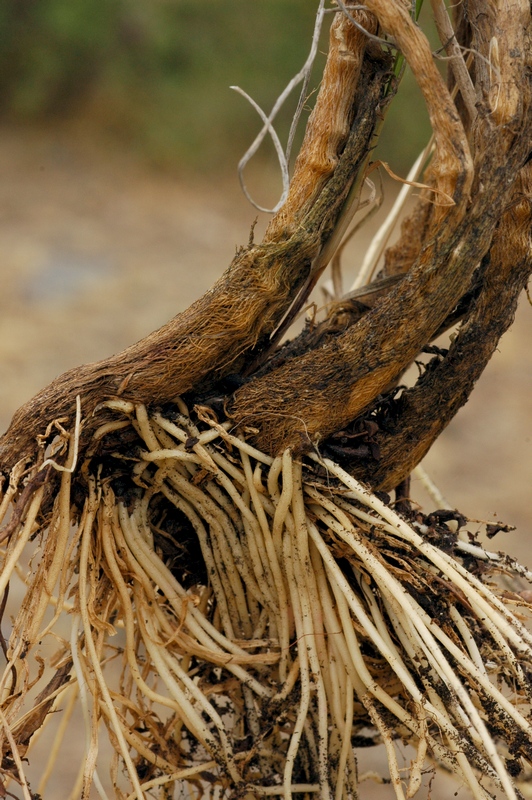Image of Allium strictum specimen.