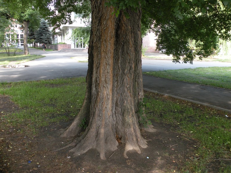 Image of Celtis occidentalis specimen.