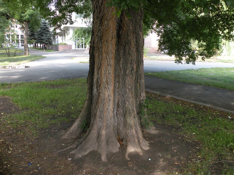 Изображение особи Celtis occidentalis.