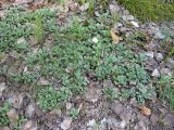 Antennaria dioica. Вегетирующие растения. Карелия, склон горы Сампо. Июль 2011 г.