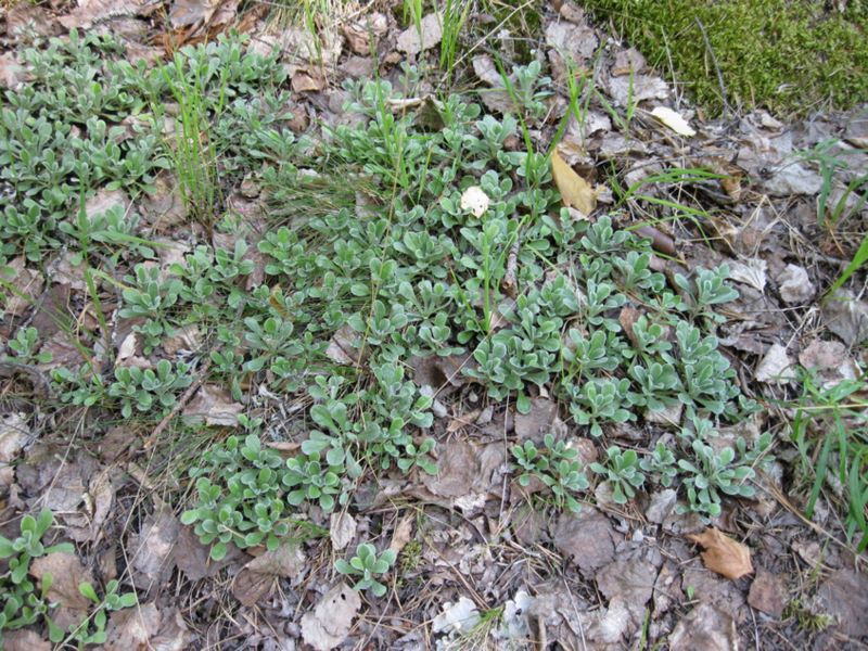 Image of Antennaria dioica specimen.