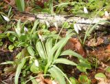 Galanthus plicatus