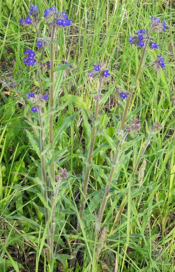 Изображение особи Anchusa officinalis.