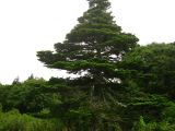Abies sachalinensis. Взрослое дерево. Южные Курилы, о-в Итуруп, окр. оз. Лесозаводское. Сентябрь 2011 г.