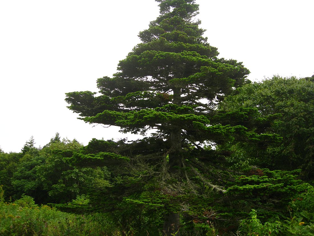 Изображение особи Abies sachalinensis.