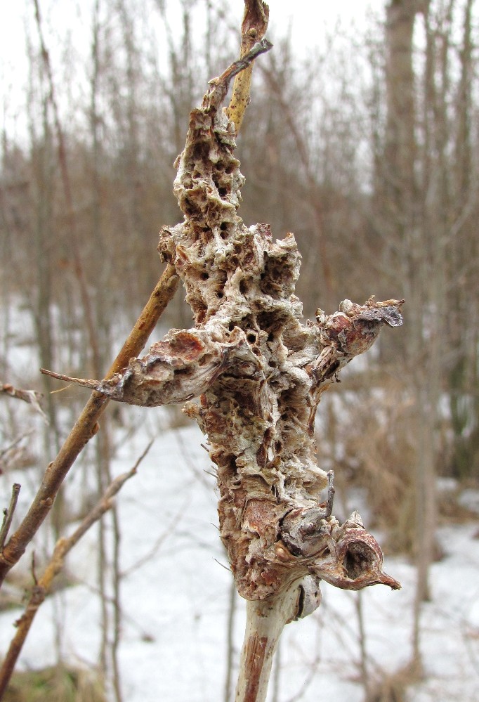 Image of Salix × laurina specimen.