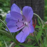 Geranium pratense. Цветок. Ярославль, Скобыкинский лесопарк. 24.06.2011.