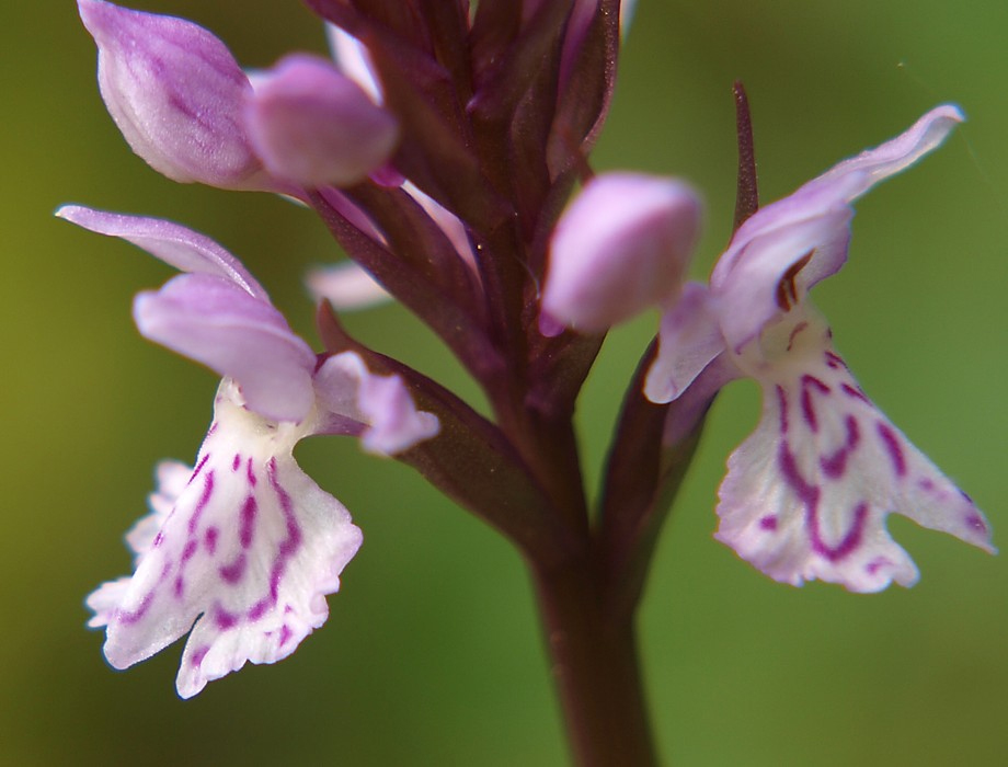Изображение особи Dactylorhiza maculata.