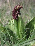 Orchis purpurea