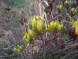 Rhododendron luteum