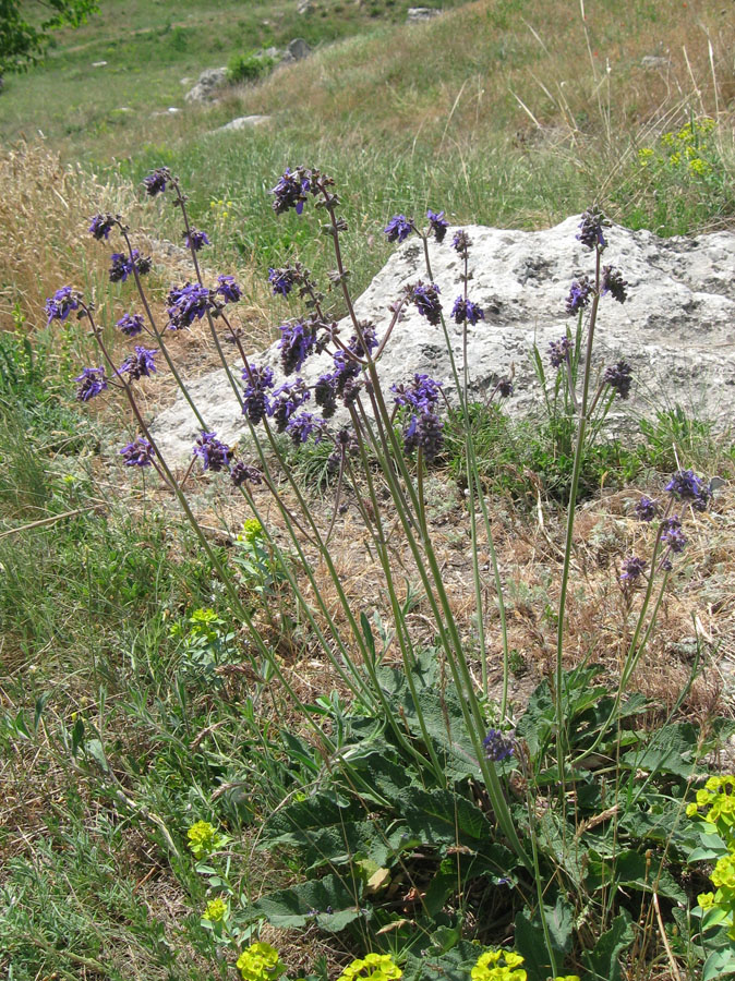 Image of Salvia nutans specimen.