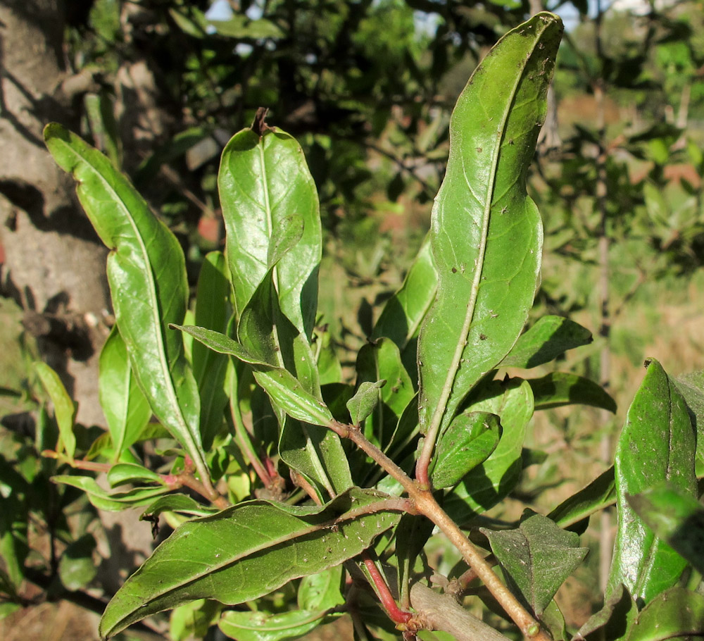 Изображение особи Punica granatum.