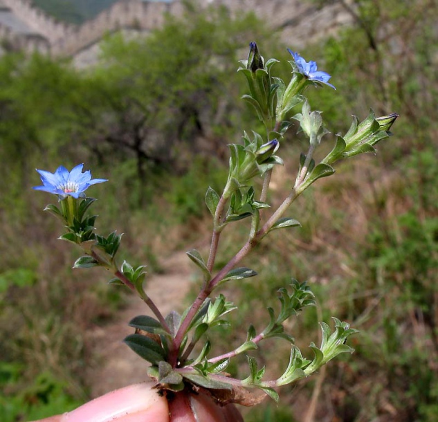 Изображение особи Gentiana squarrosa.