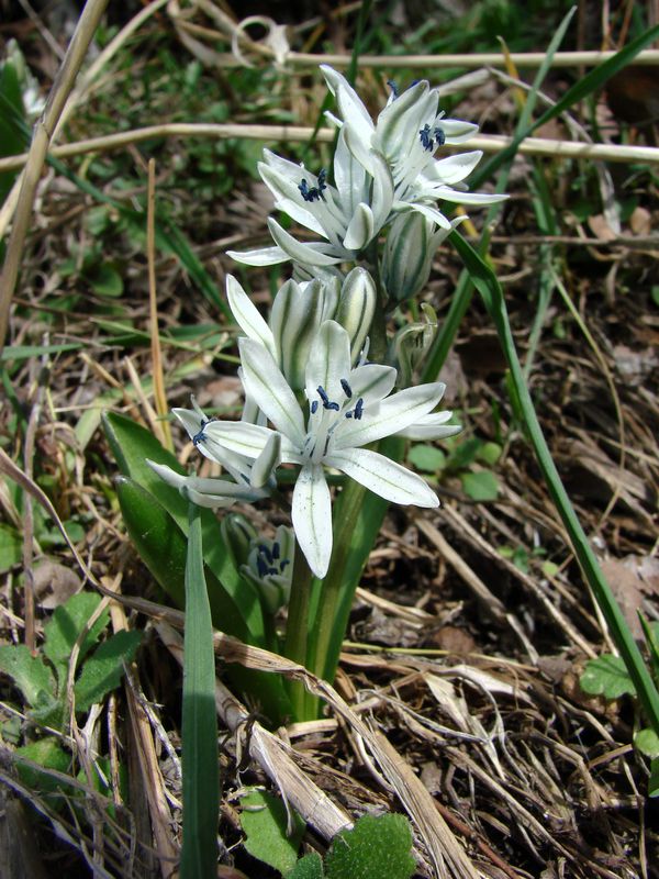 Изображение особи Scilla puschkinioides.