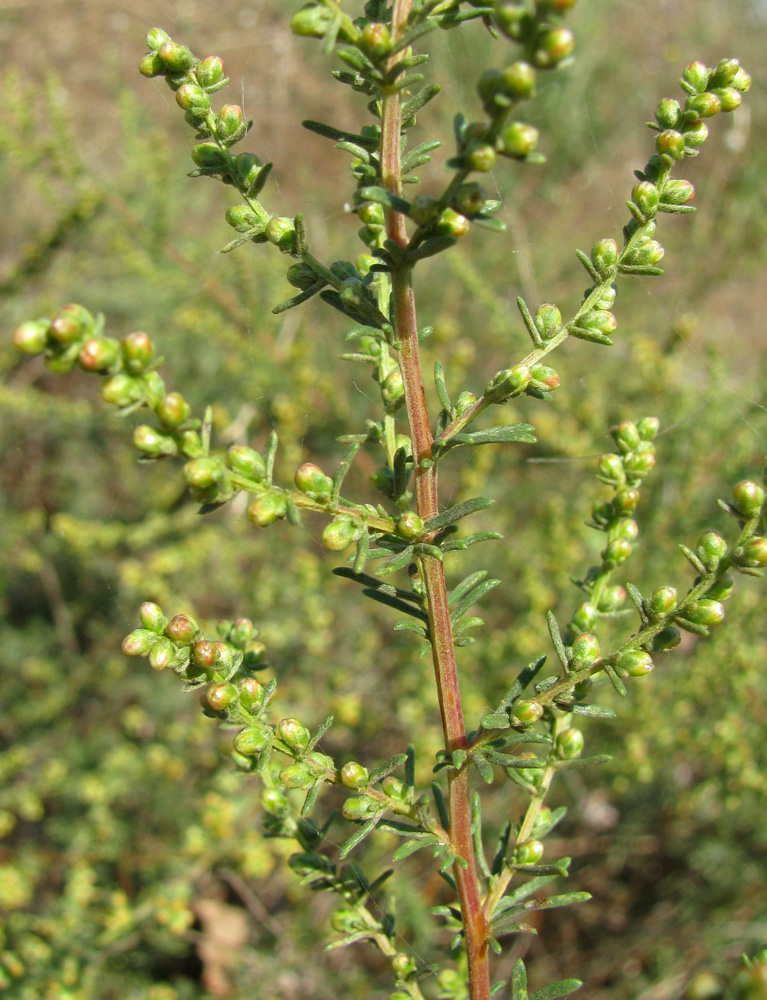 Изображение особи Artemisia arenaria.