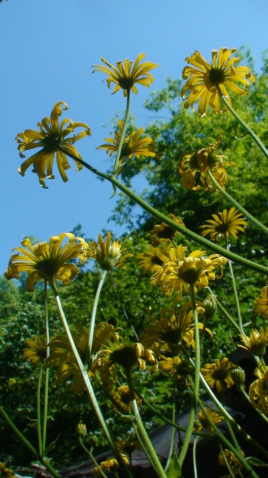 Изображение особи Doronicum macrophyllum.