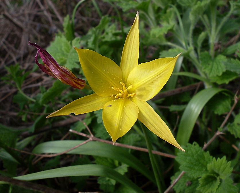 Изображение особи Tulipa biebersteiniana.
