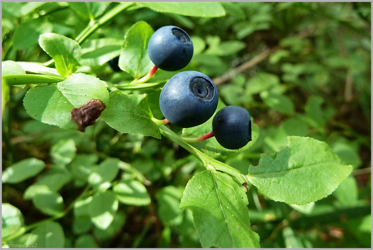 Image of Vaccinium myrtillus specimen.