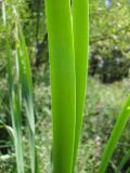 Typha intermedia. Часть листа. Украина, Луганская обл., г. Кировск, у ручья. Июль 2012 г.