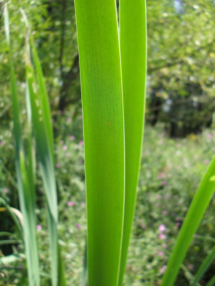 Изображение особи Typha intermedia.