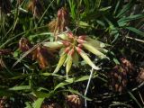 Trifolium polyphyllum. Соцветие. Кабардино-Балкария, склон г. Сирх, 2800 н.у.м. 23.07.2012.