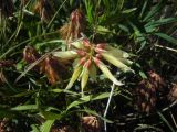 Trifolium polyphyllum