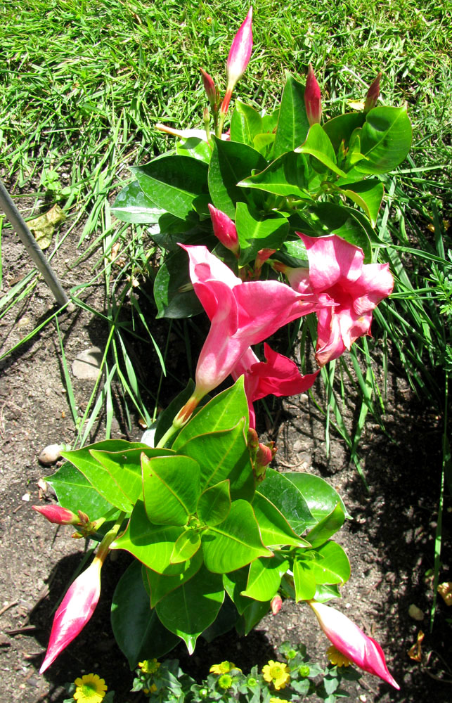 Изображение особи Mandevilla splendens.