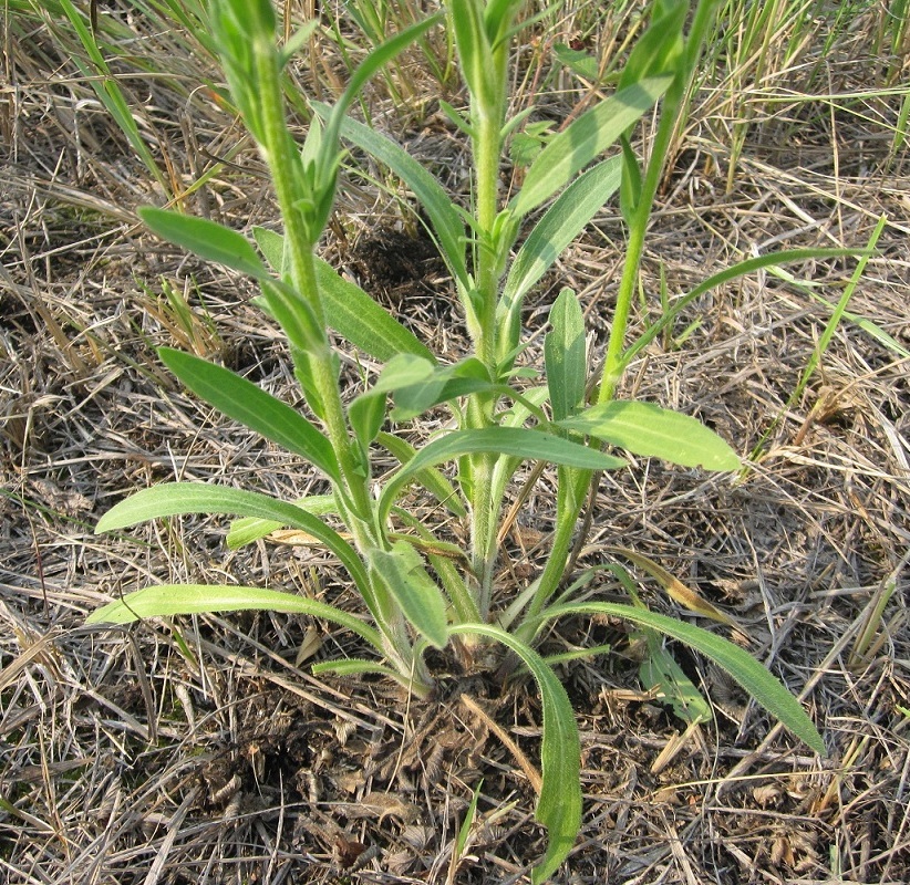 Image of Erigeron acris specimen.