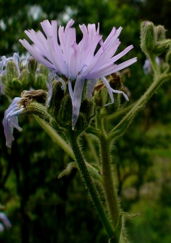 Изображение особи Cicerbita macrophylla.