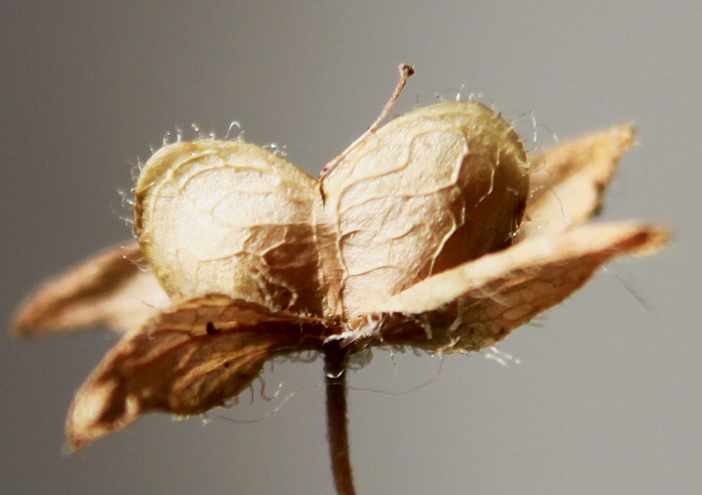 Image of Veronica persica specimen.