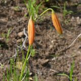 Lilium pumilum