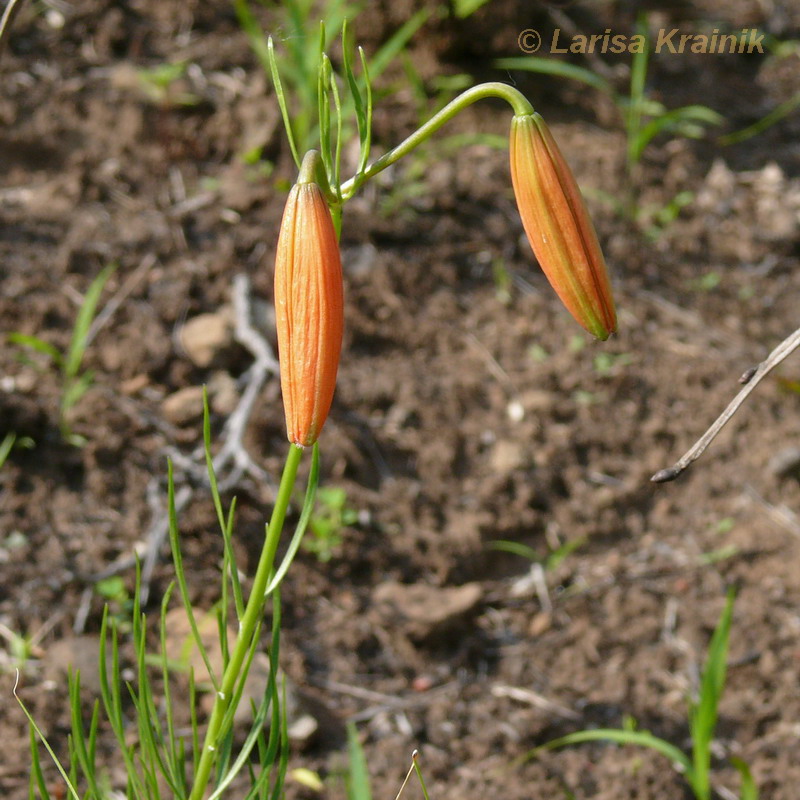 Image of Lilium pumilum specimen.