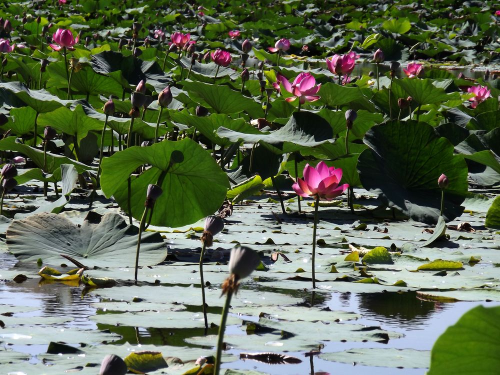 Изображение особи Nelumbo komarovii.