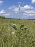 Plantago maxima