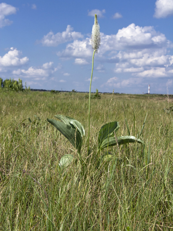 Image of Plantago maxima specimen.