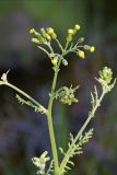 Senecio sylvaticus