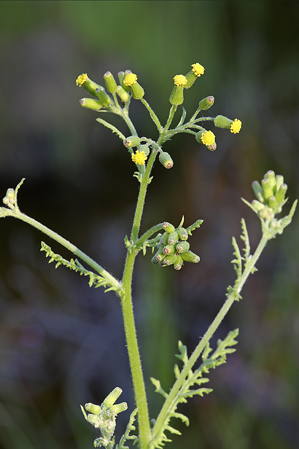 Изображение особи Senecio sylvaticus.