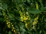 Melilotus officinalis. Соцветия (длина кистей до 10 см). Киев, опушка Святошинского леса, июнь 2008 г.