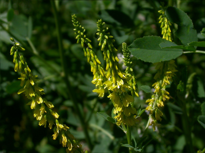 Изображение особи Melilotus officinalis.