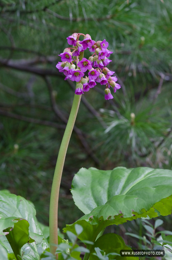 Изображение особи Bergenia crassifolia.