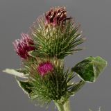 Arctium minus. Соцветия. Германия, г. Кемпен, у дороги. 07.09.2012.